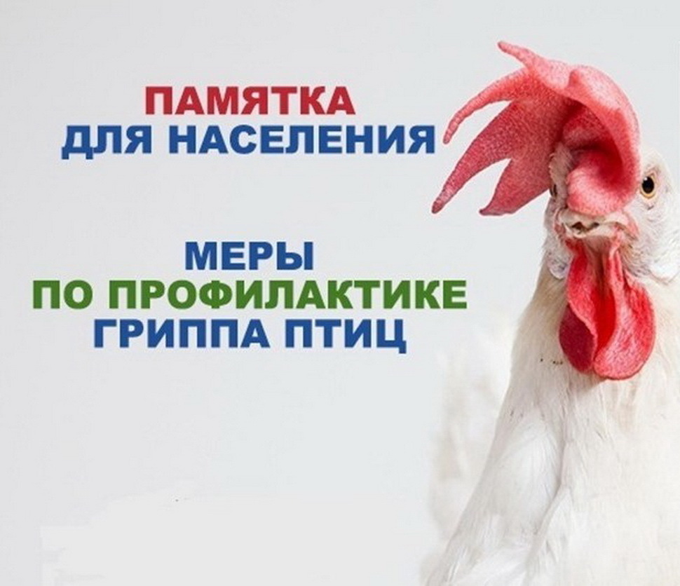 Грипп птиц.